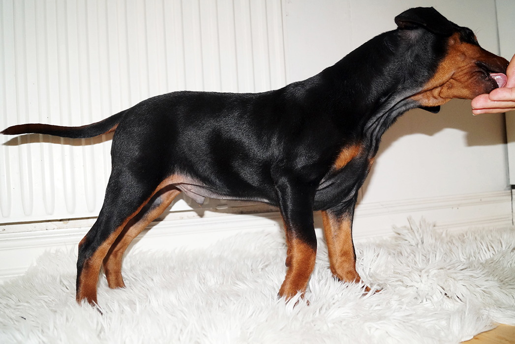 Pinscher * Xélanc Jovial Jaguar 8 veckor